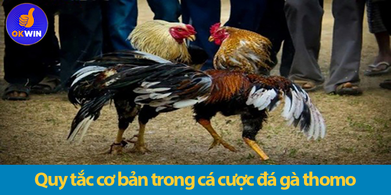 Mẹo cá cược đá gà online - Bật mí chiến thuật thắng lớn