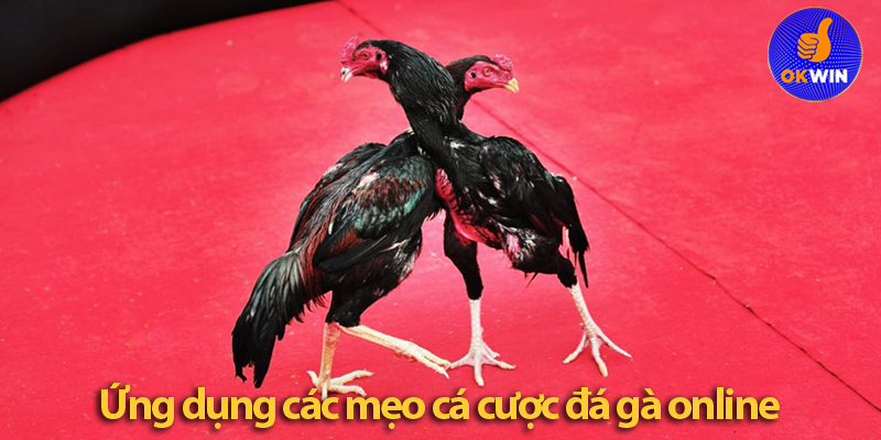 Mẹo cá cược đá gà online - Bật mí chiến thuật thắng lớn