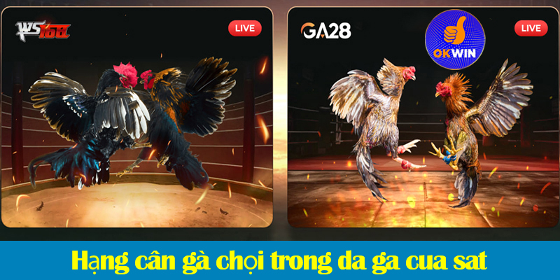 Đá gà cựa sắt: Quy tắc, phân loại hạng cân và các loại cược trong đá gà